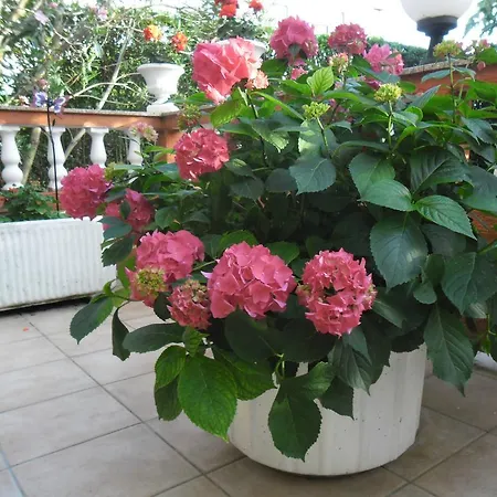 Guest house Mira