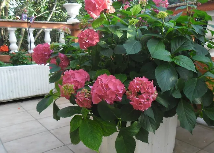 Guest house Mira